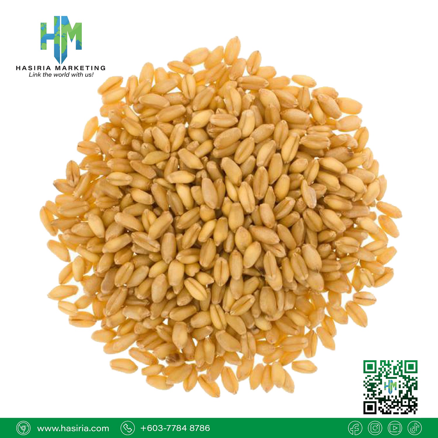 Wheat Grain